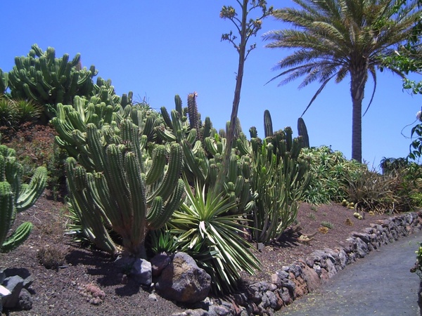 fuerteventura green plant