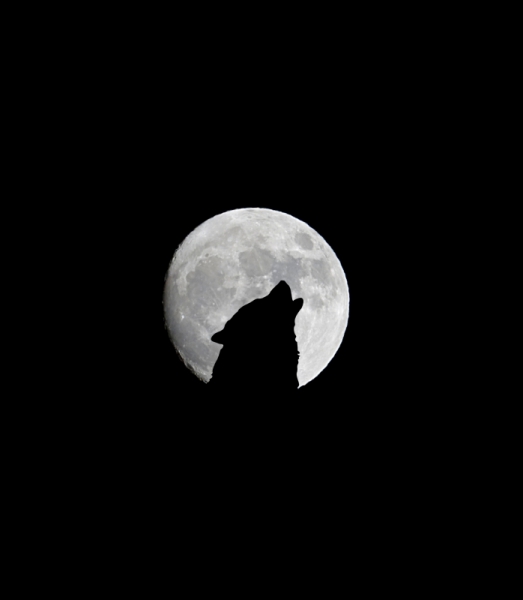 wild wolf and bright round moon