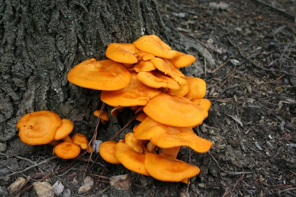 fungi toxic mushrooms