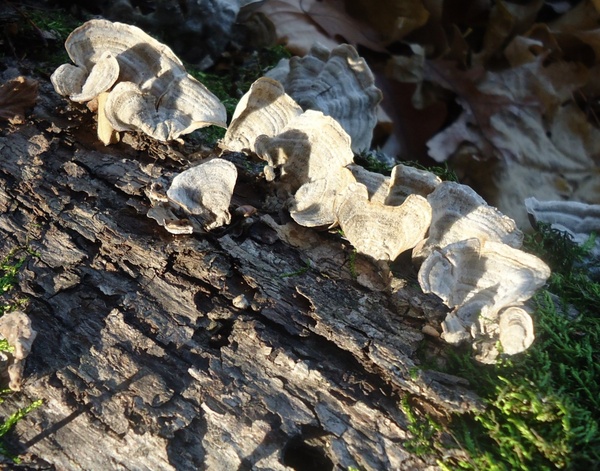 fungus growing on tree 
