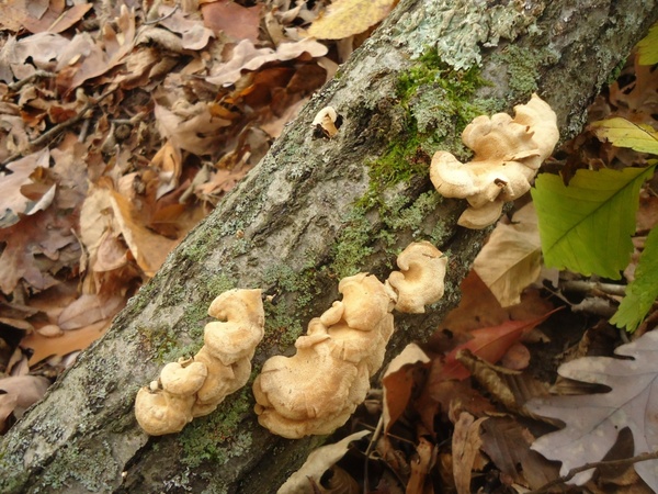 fungus growing on tree trunk