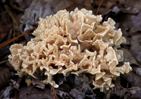 fungus mushroom forest floor