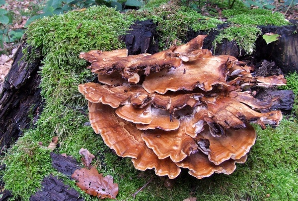 fungus wood inhabitants forest