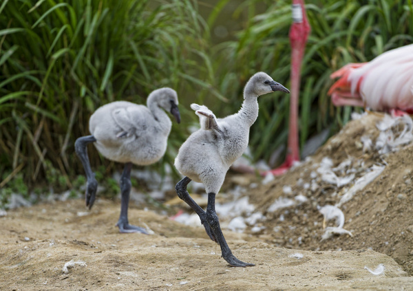 funny flamingo babies