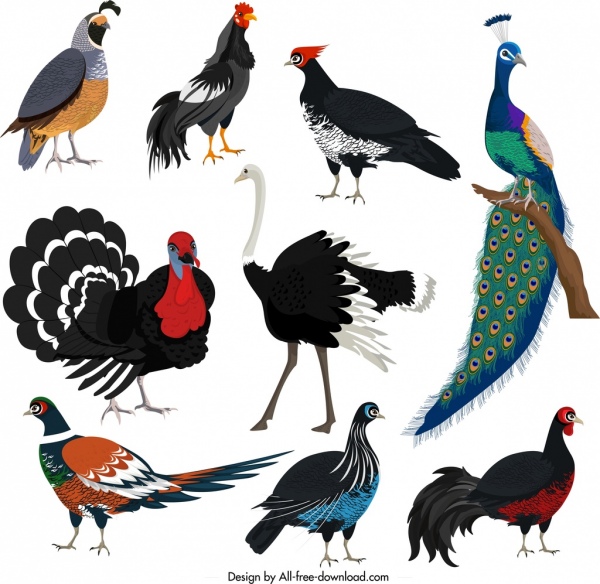 galliformes design elements turkey peafowl chicken ostrich sketch