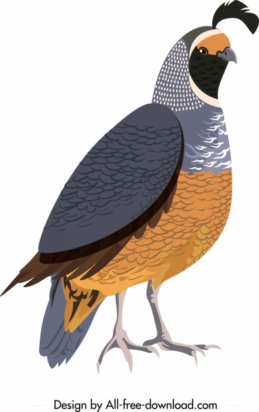 galliformes icon bird sketch colored closeup design