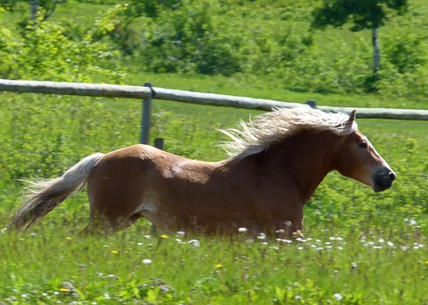 galloping islaender horse