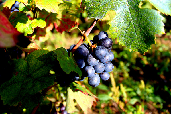 gamay grapes