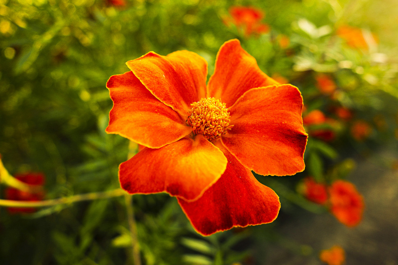 garden backdrop blooming marigold closeup 