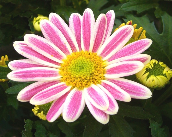garden chrysanthemum pot plant pink