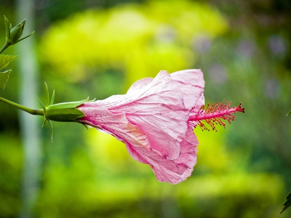 garden flower hibiscus