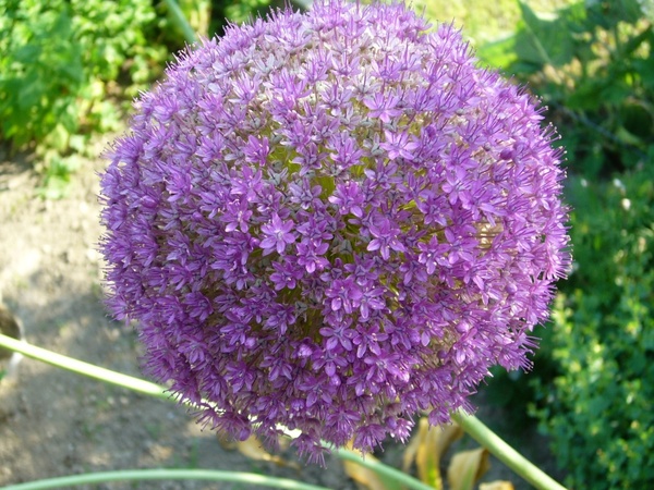 garden flower purple