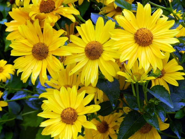 garden flowers yellow