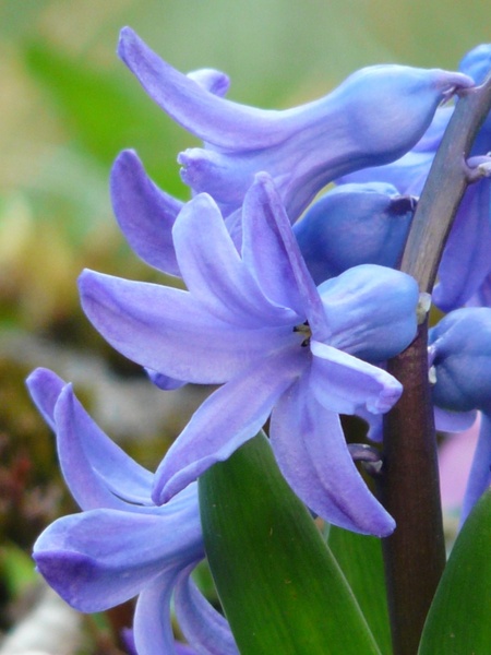 garden hyacinth hyacinthus orientalis hyacinth