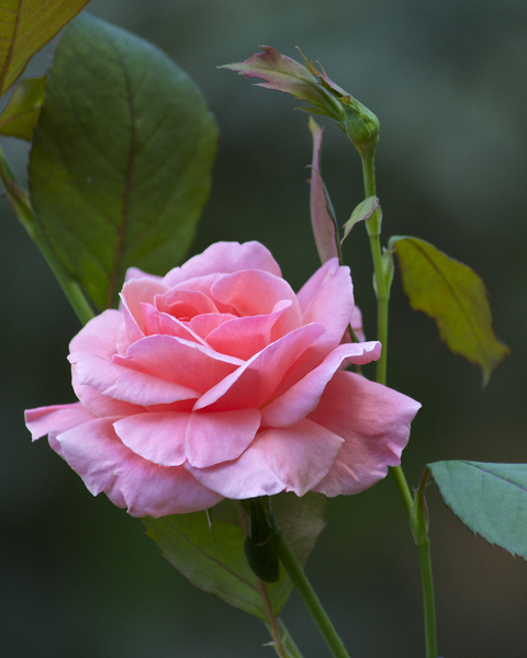 garden rose