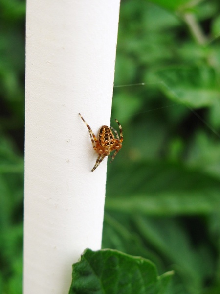 garden spider on white stake