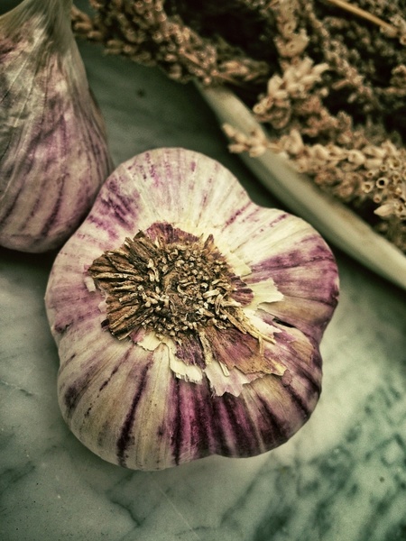 garlic aromatic smell