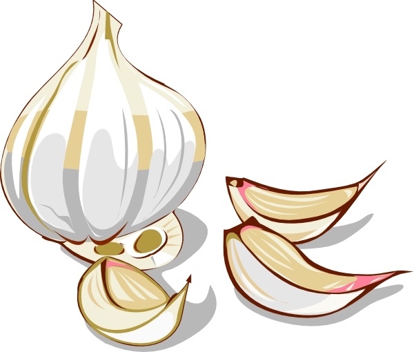 Garlic clip art Free vector in Open office drawing svg ( .svg ) vector