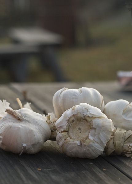 garlic mat onion