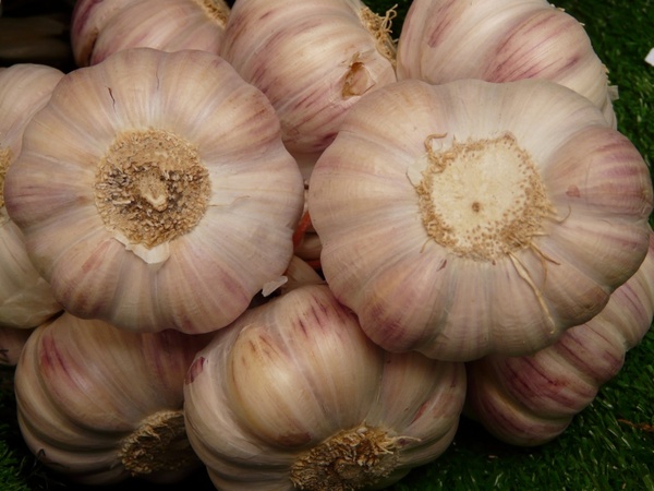 garlic tuber substantial 