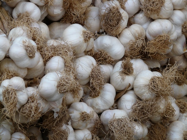 garlic tubers heads of garlic 