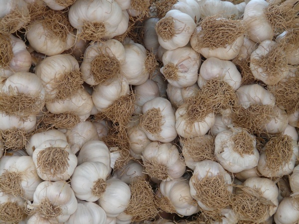 garlic tubers heads of garlic