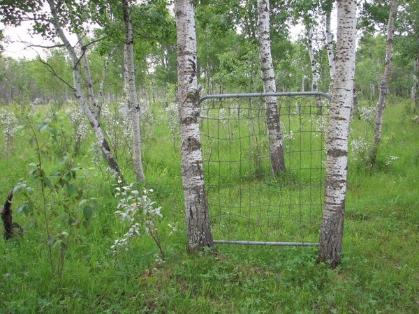 gate in the field 2