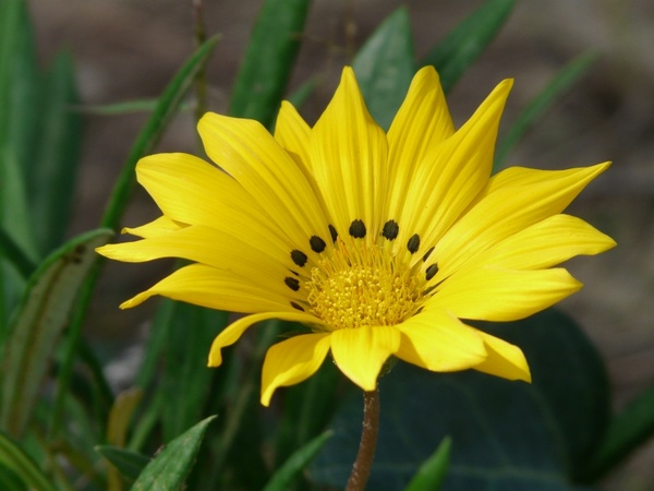 gazania rigens gazanie ge 