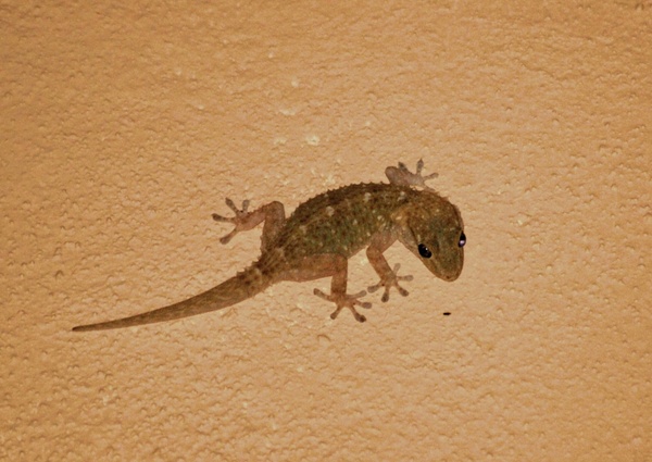 gecko lizard animal