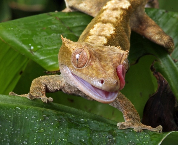 gecko tongue flicking