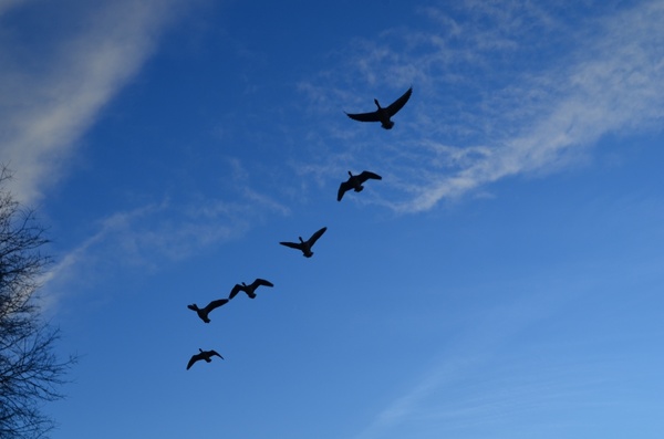 geese flock flight