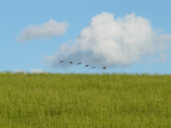 geese migratory birds fly