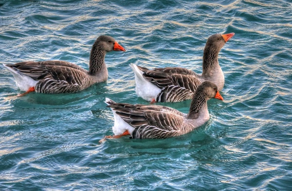 geese swimming in water 