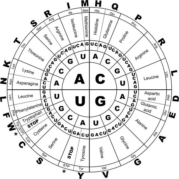 Genetic Code RNA BW 