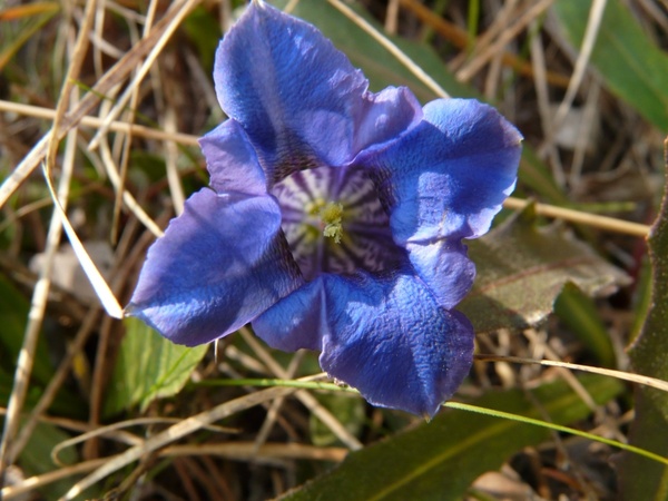 gentian alpine flower mountain flower