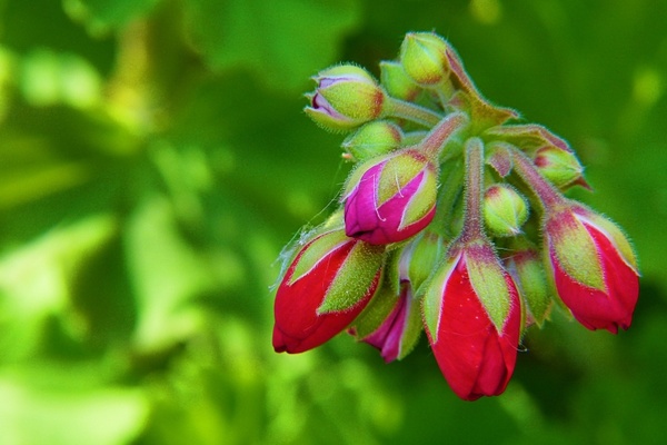 geranium but red nature 