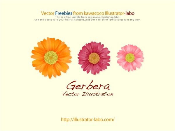 
								Gerbera							 