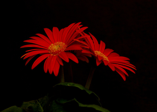 gerbera daisy flower