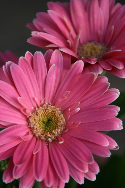 gerbera daisy pink daisy