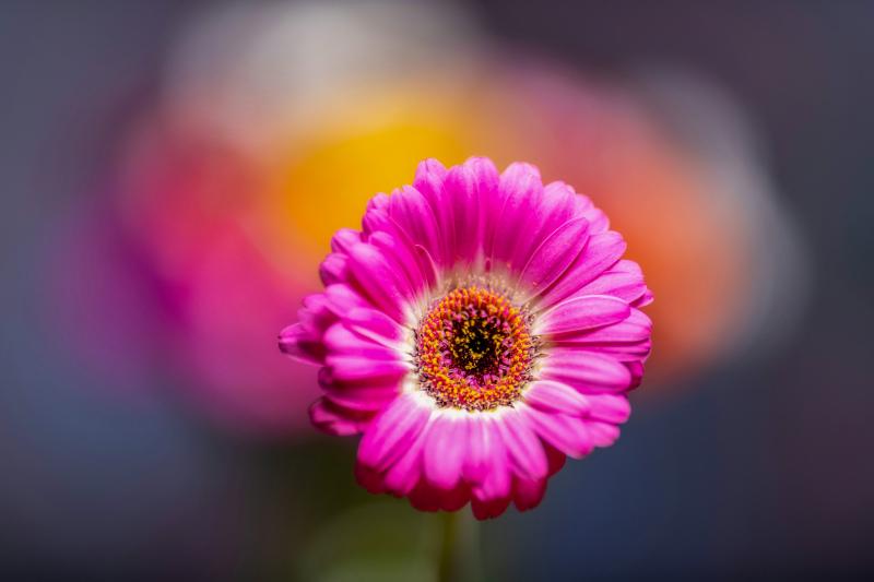 gerbera flower backdrop closeup blurred contrast 
