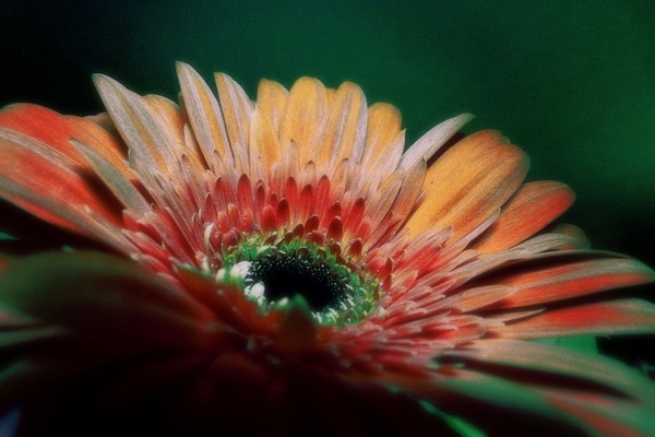 gerbera flower colored