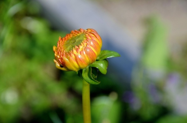 gerbera germini flower 