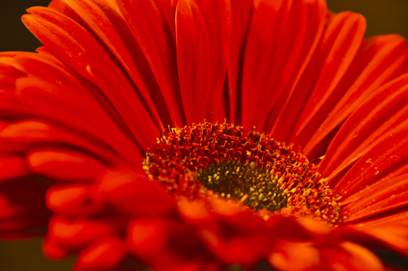gerbera petal picture elegant closeup 