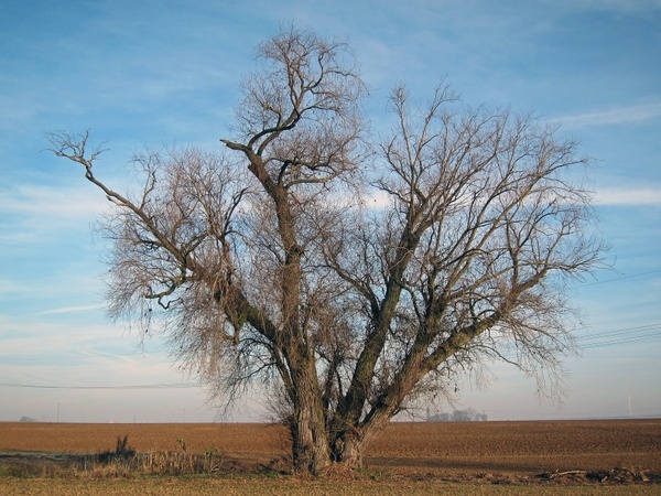 germany landscape tree
