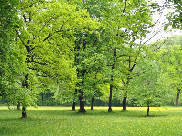 germany nature trees