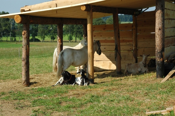 germany stall horses