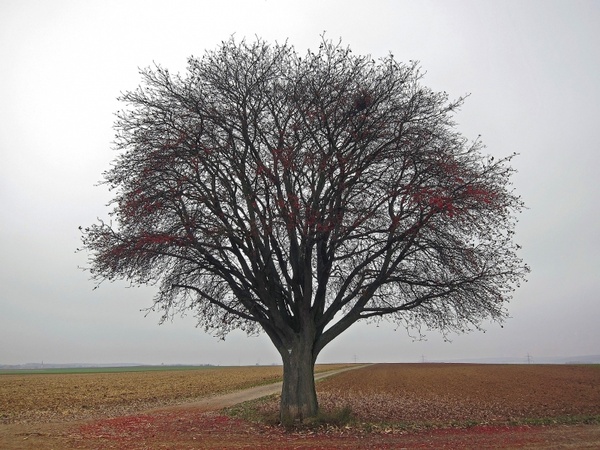 germany tree landscape