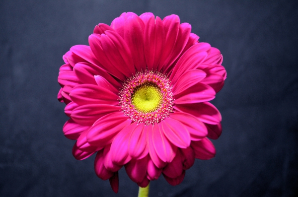 closeup of beautiful blooming flower