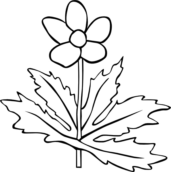 Gg Anemone Canadensis Outline clip art 