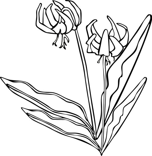 GG Erythronium grandiflorum 